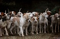 Estas personas están siendo investigadas por un delito contra la flora y la fauna consistente en realizar una montería ilegal en época de veda sin la correspondiente autorización.