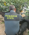 En la denominada operación denominada “Emerald Red”, el SEPRONA de la Guardia Civil  ha realizado una importante investigación, en relación a la tenencia, reproducción y multiplicación careciendo de licencia, de variedades vegetales de arándanos, las cuales se encuentran protegidas bajo licencia de una empresa.