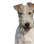 El perro muerto es un mestizo de foxterrier de color banco entero y una edad aproximada entre 6 a 8 meses. 