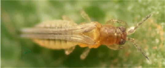 Scirtothrips aurantii