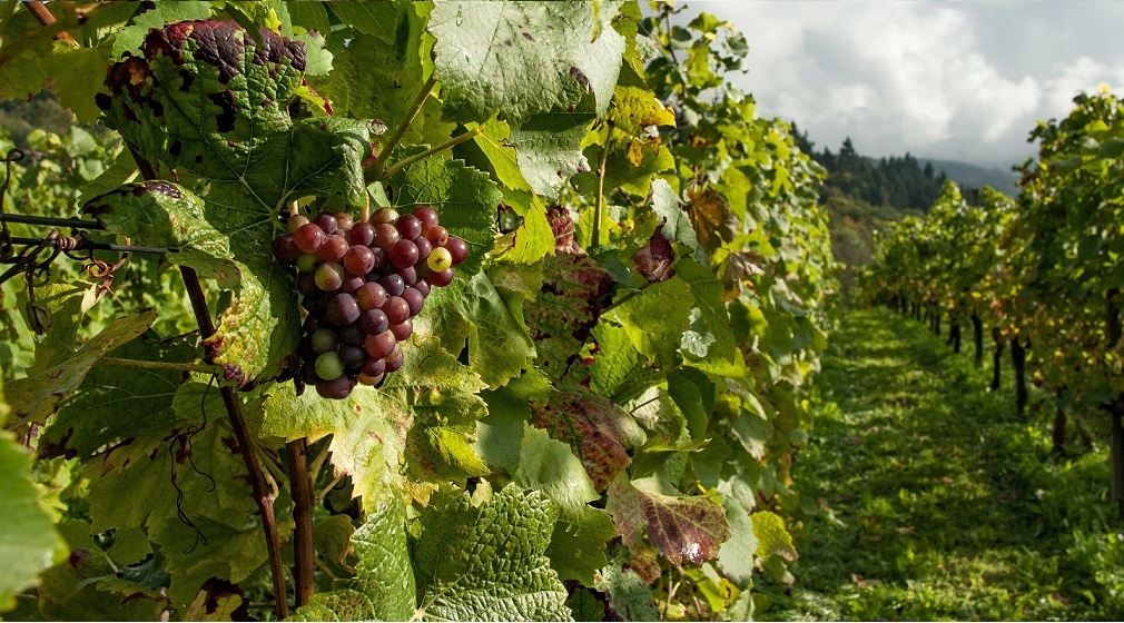 Informes de estadísticas de IGs de vinos.