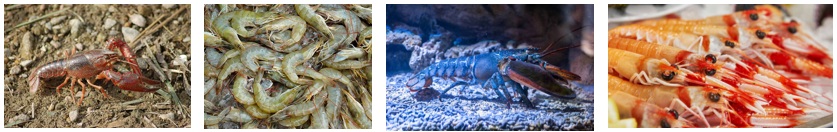 Imágenes de diferentes tipos de crustáceos