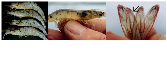 Imágenes de crustáceos con signos clínicos de la infección por el virus del síndrome de Taura