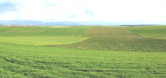 imagen de un campo verde