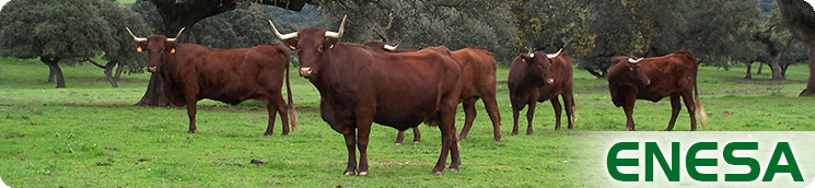 Dehesa con ganado vacuno