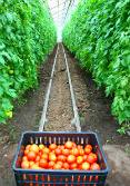 Tomates en invernadero