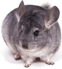 Chinchilla