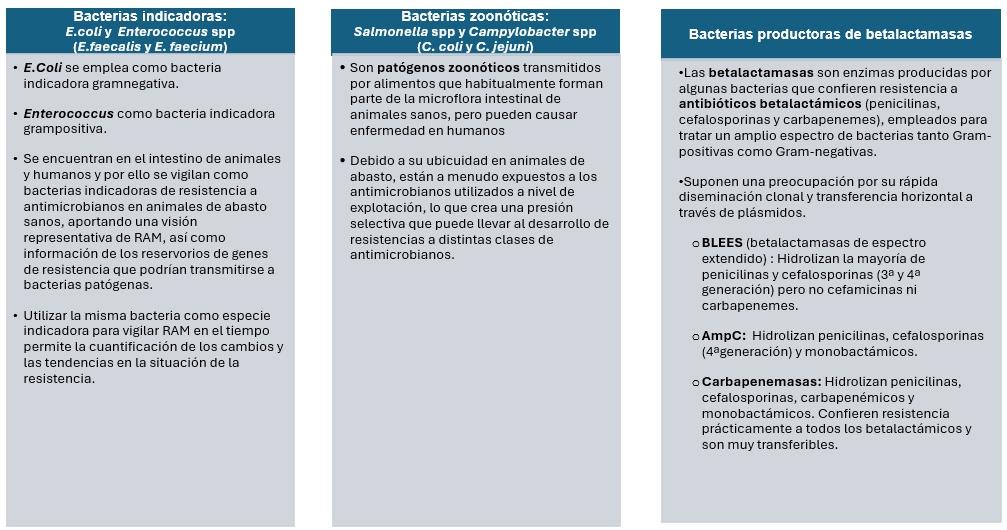 Bacterias