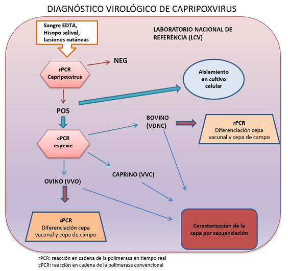 Diagnóstico virológico