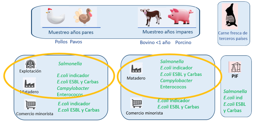 especies-bacterias