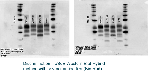 Western Blot