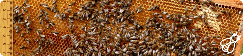banner apícola