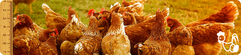 banner avícola