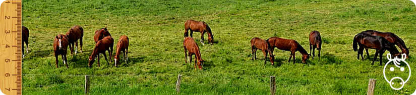 banner equino