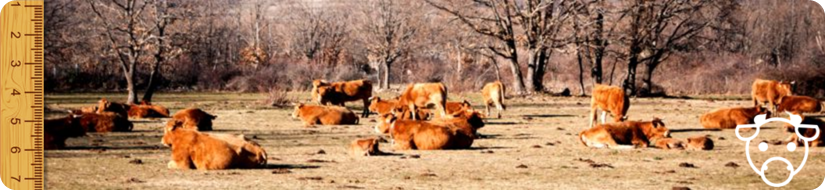 banner vacuno carne
