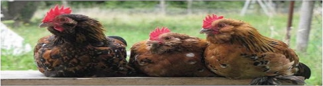 Foto de gallinas