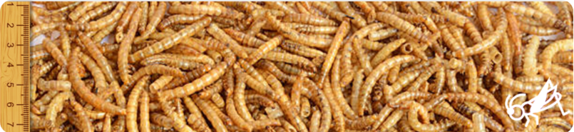 banner insecto