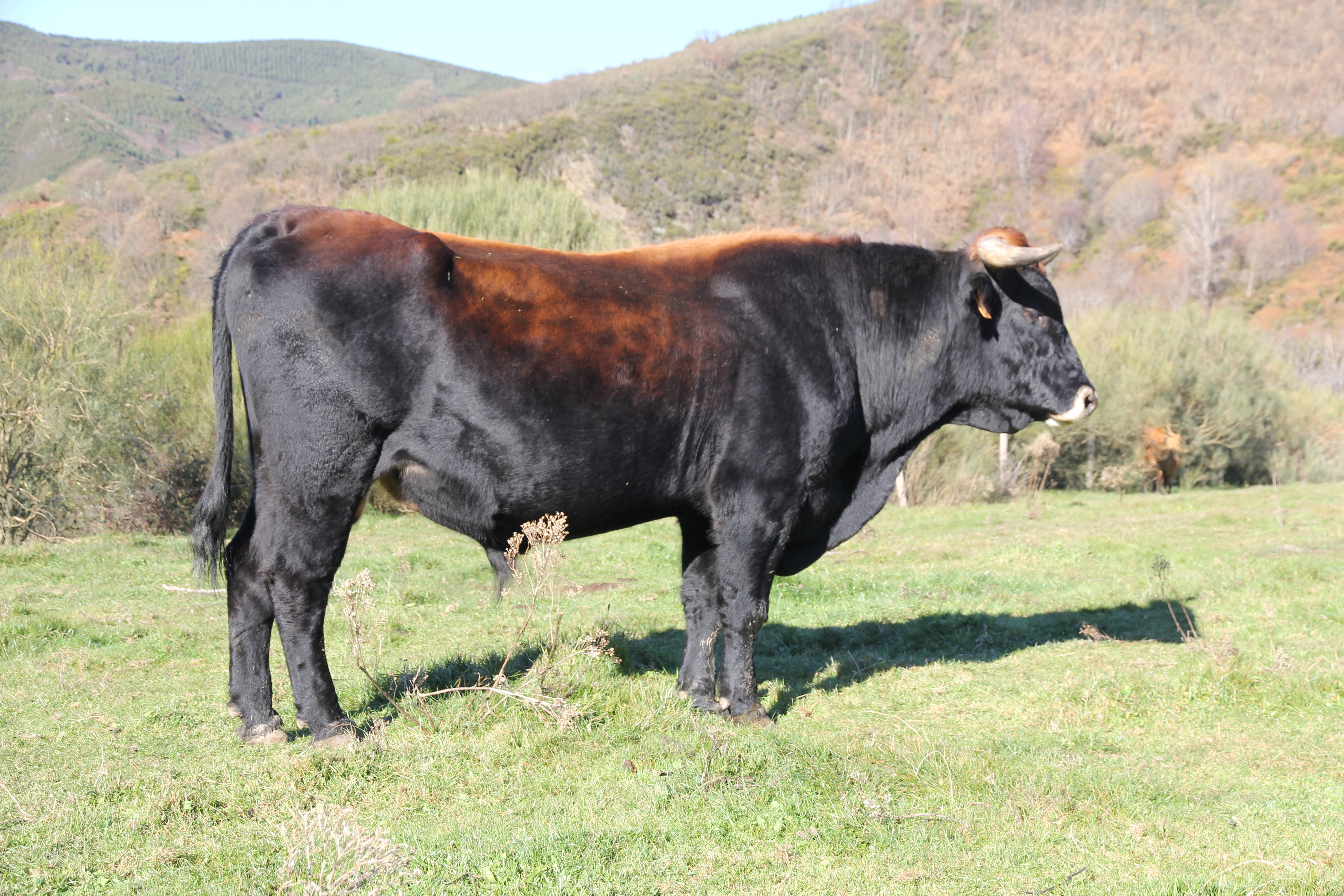 1. Toro.6 años.Las Barrosas.Barjas.León-2021-Luis Fernando de la Fuente_8281