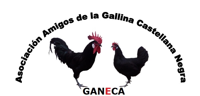 
Sexo: grupo de hembras.
Imagen facilitada por la Asociación Nacional de Criadores de Gallinas Selectas de Pura Raza Castellana.