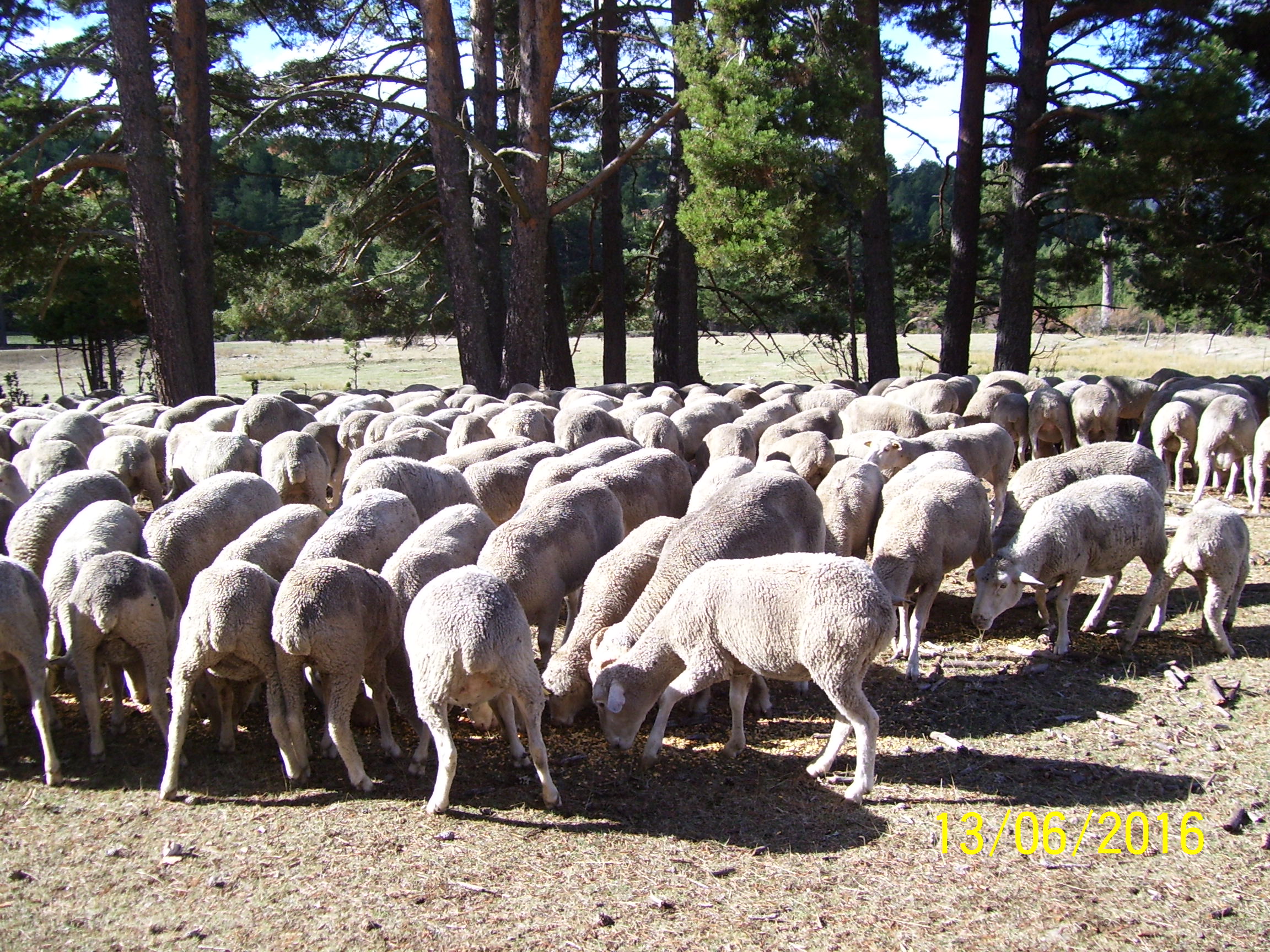 Imagen facilitada por la ASOCIACIÓN NACIONAL DE CRIADORES DE GANADO MERINO.
Grupo en su medio natural.