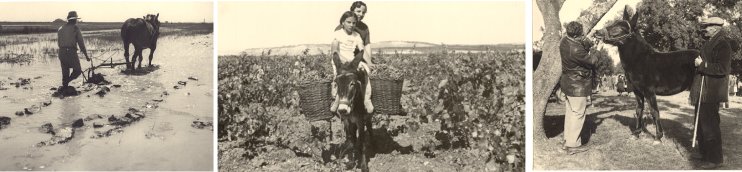 Tres imágenes de la España rural. Fondo del SEA