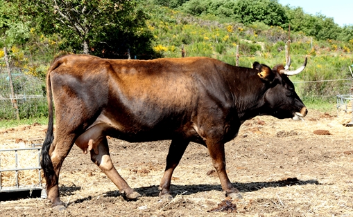 3.-Vaca-10 años-Sotillo de la Cabrera-León-2018-Luis Fernando de la Fuente