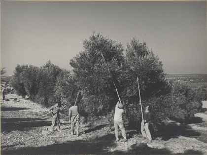 Olivo, recolección por vareo en finca Guadoalla (Jaén).  
Autor: Antonio Illanas Calleja. 1959