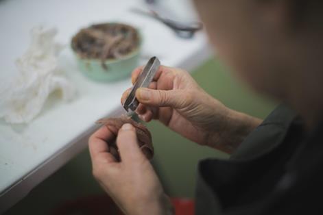 Una trabajadora realiza el sobado de la anchoa