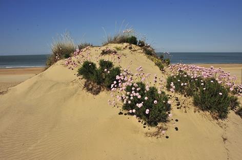 Doñana . Autor: José Mª Pérez de Ayala 