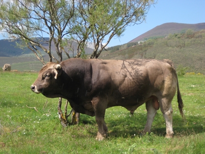 Autor: Federación Española de raza Rarda de Montaña.
Año: 2013.
Sexo: Macho.