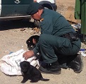 La Guardia Civil rescata a 6 cachorros que habían arrojado a un contenedor de basura