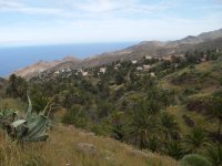 Un bonito palmeral rodea la población de Alojera