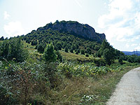 Acebos a orillas del camino