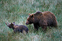 Hembra de oso pardo con su cría en Cabárceno