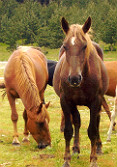 Manada de caballos