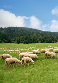 Rebaño de ovejas