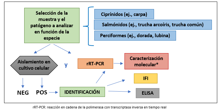 Diagnóstico sospechas clínicas