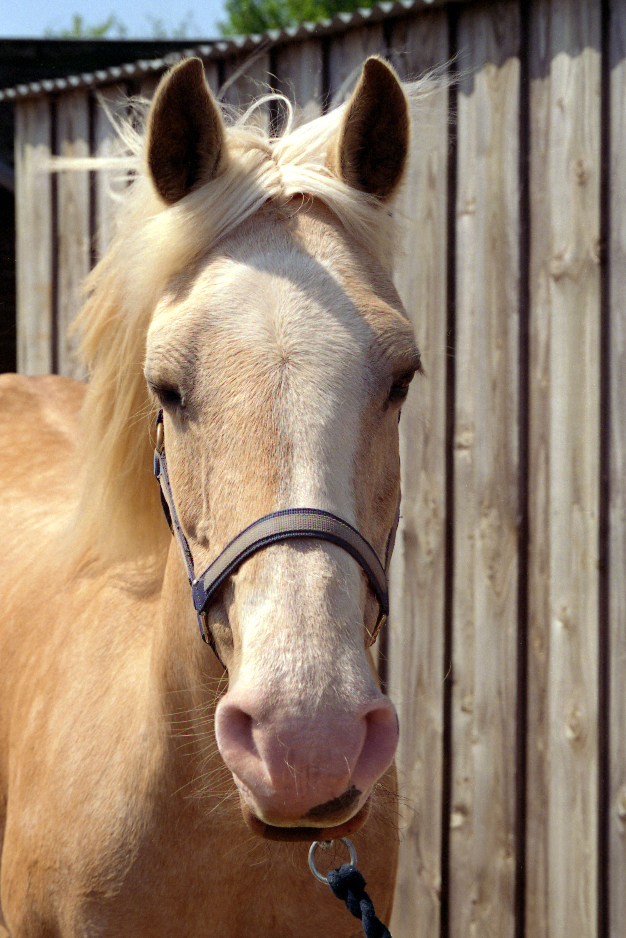 caballo 