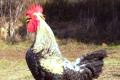 Gallina del Sobrarbe