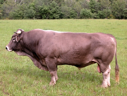 Autor: ASOCIACIÓN DE CRIADORES DE RAZA BOVINA PARDA DE MONTAÑA  (ARAPARDA).
Sexo: Macho.