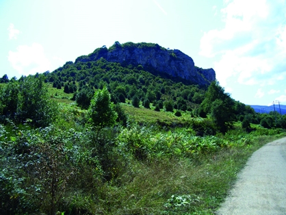 Acebos a orillas del camino