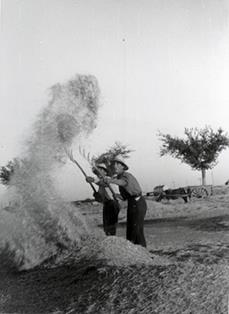 Aventando. Tarancón (Cuenca). 1951. Autor: José Panero Pérez