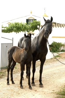 Autor: Celeste Ribó
Sexo: Yegua con protro.
Comentario: Imagen facilitada por la ASOCIACIÓN DE CRIADORES Y PROPIETARIOS DE CABALLOS DE RAZA MENORQUINA (ACPCRMe).