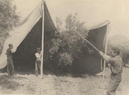 Cura de olivo. A punto de cubrir el árbol 3ª Fase.
Autor: Jaime Roselló. 1948
