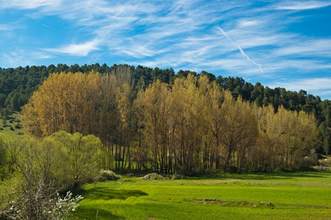 Bosque de galería en el río Mayuelo