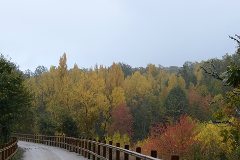 Los colores otoñales del bosque mixto caducifolio