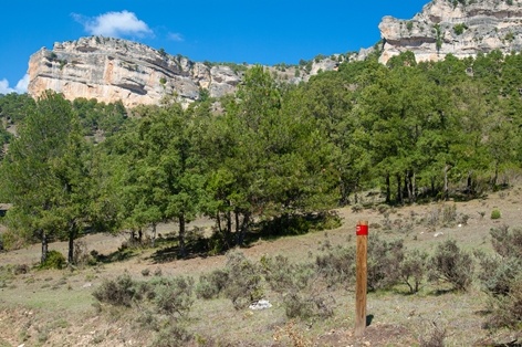 Gall oak (Quercus faginea) grove in the Serranía de Cuenca