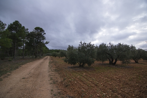 Before entering the dense forest, there are still some crops left from the village of Valdeganga