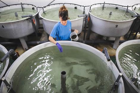 Trabajadora en instalaciones de acuicultura continental para el cultivo en tierra en San Pedro del Pinatar