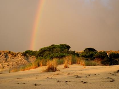 Doñana . Autor: José Mª Pérez de Ayala 